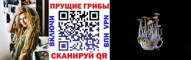 Псилоцибиновые грибы Psilocybe Олёкминск